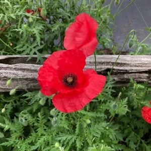 Meet your Posher, Braisa